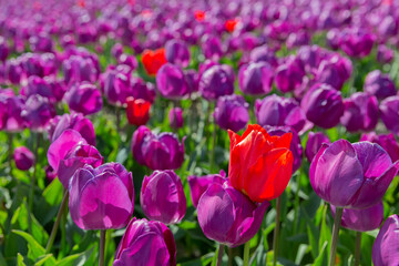 Champs de tulipes