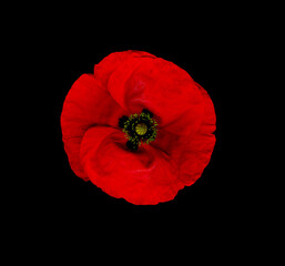 Single red poppy scan effect on a black background for remembrance day and Anzac day war memorials - obrazy, fototapety, plakaty