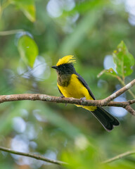 Sultan Tit perching eye level on tree branch
