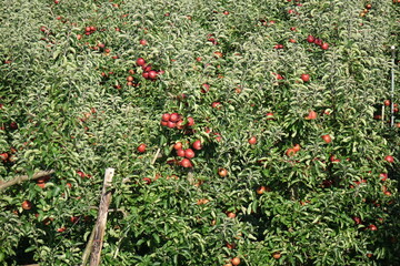 Juicy and healthy red apples hanging on the trees right before the harvest at Altes Land, Northern Europe's largest fruit producing region, Cranz, Hamburg, Germany
