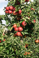 Juicy and healthy red apples hanging on the trees right before the harvest at Altes Land, Northern Europe's largest fruit producing region, Cranz, Hamburg, Germany
