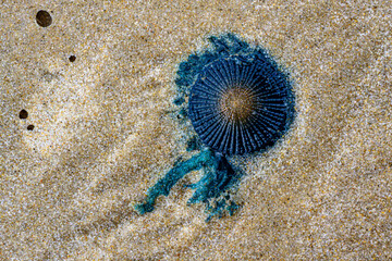 Porpita porpita, commonly known as blue button is a colony of hydroids. Not a jellyfish. (macro)