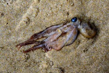 Baby octopus washed up on beach (macro)