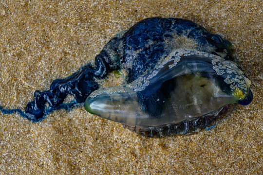 Bluebottle jellyfish washed ashore (macro)