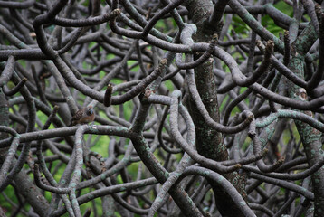 Intervened  branches look like network