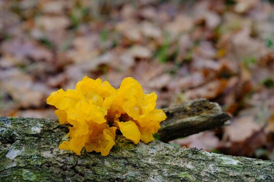 Interesting mushroom Tremella mesenterica (yellow brain, golden jelly fungus, yellow trembler), looking like orange jelly on the tree. It has healing properties.