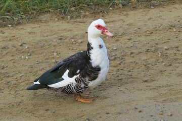 Domestic Duck Standing on Rural Country Dirt Gravel Road - Powered by Adobe