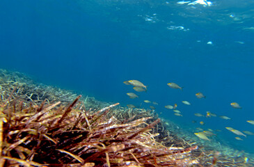 Fototapeta na wymiar School of fish over seagrass