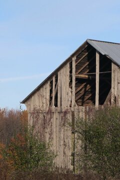 Dilapidated Vintage Gray Barn in Overgrown Field against Autumn Woods and Blue Sky