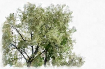 Big tree with white flowers watercolor style illustration impressionist painting.