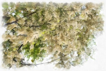 Big tree with white flowers watercolor style illustration impressionist painting.