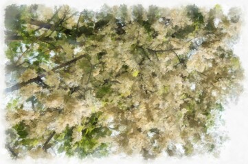 Big tree with white flowers watercolor style illustration impressionist painting.