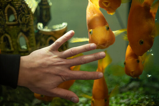 Hand on the background of fish. Fish in the aquarium.