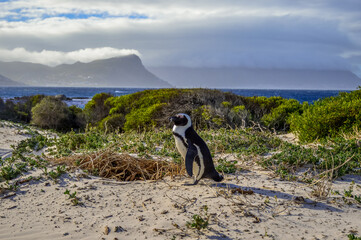 Obraz premium An African cape penguin isolated on white sands of boulder's beach cape town