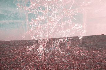 Double exposure of a tree with a field background in pink tones.