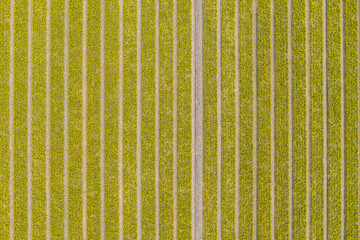 Dutch tulips and daffodils in a typical Dutch setting in the polders.