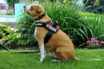 Service Dos in training 