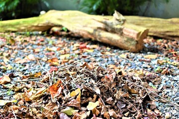 A mound of dry leaves in the backyard. Dead leaves concept. Copy space
