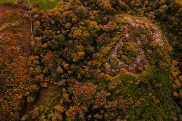 Wood seen from above 