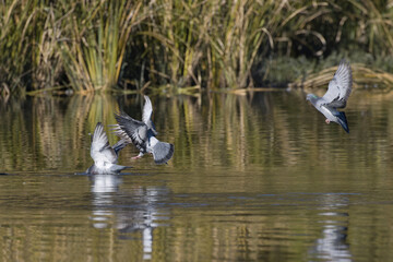 White Rock Lake, Dallas, Texas