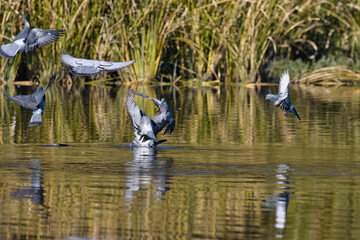 White Rock Lake, Dallas, Texas