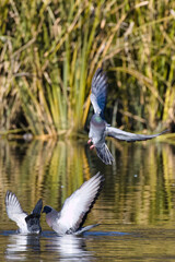 White Rock Lake, Dallas, Texas