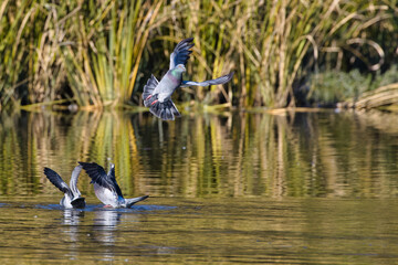 White Rock Lake, Dallas, Texas