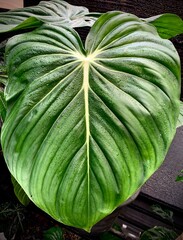 Close up of the green leaf and white veins of Philodendron Dean McDowell, dark tone color nature...