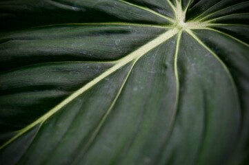 Close up of the green leaf and white veins of Philodendron Dean McDowell, dark tone color nature background