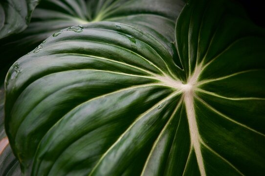 Close up of the green leaf and white veins of Philodendron Dean McDowell, dark tone color nature background