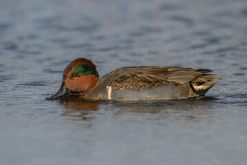 Green-winged Teal