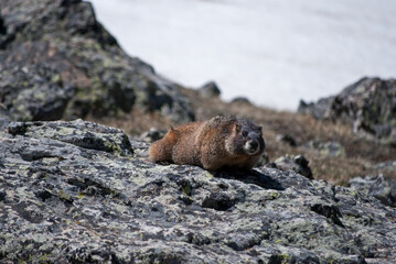 Marmot with mane camouflaging among the rocks of Rocky Mountains in Colorado