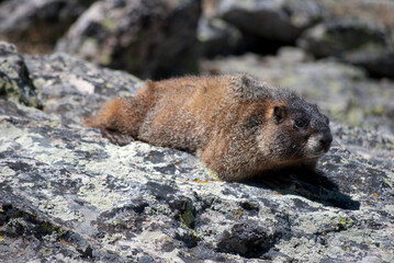 Marmot on a rock