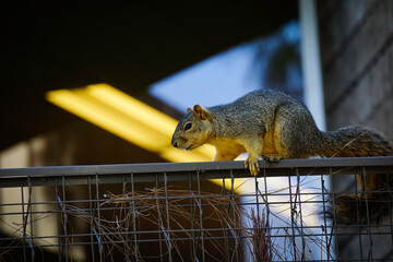 Curious squirrel sitting on fence