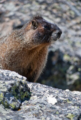 Fatty marmot