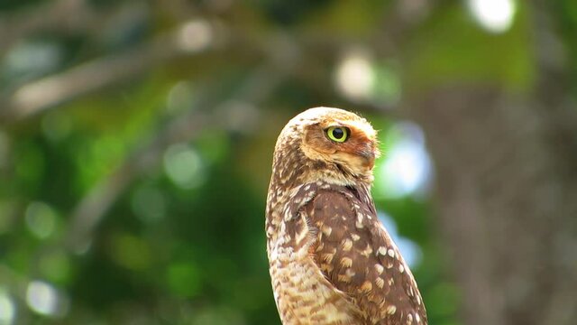 Funny Small Burrowing Owl looking around. Enchanted wildlife: Terrestrial Owl with daytime habit.