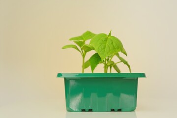 cucumbers seedlings. green plants in a green dose .Growing cucumbers.Home garden. Home growing vegetables . Growing seedlings.Gardening and agriculture. 