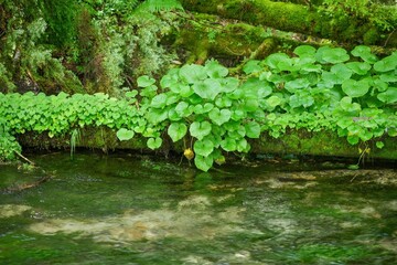 梓川の清流のほとりで育つみずみずしい葉の植物＠上高地、長野