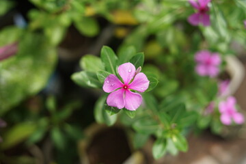 Fresh flowers in the morning