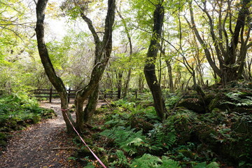 Obraz premium a fascinating autumn forest with a path, in the sunlight