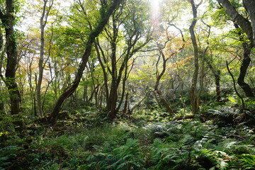 Obraz premium a dense autumn forest with vines and old trees