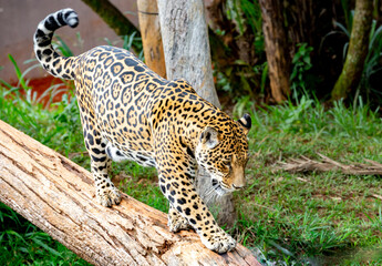 Fototapeta na wymiar Beautiful Brazilian jaguar descending the tree trunk in selective focus. Portrait
