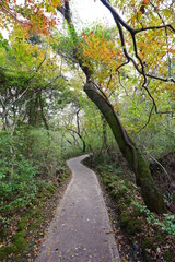 a fascinating autumn forest with a path, in the sunlight