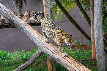 Beautiful Brazilian jaguar descending the tree trunk in selective focus