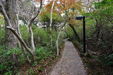 a fascinating autumn forest with a path, in the sunlight