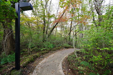 a fascinating autumn forest with a path, in the sunlight