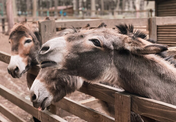 Close-up portrait of beautiful donkeys on a clear day