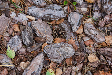 Tree bark on the ground. Background, green leaves, pine needles, stones. High quality photo