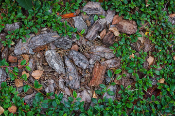 Tree bark on the ground. Background, green leaves, pine needles, stones. High quality photo