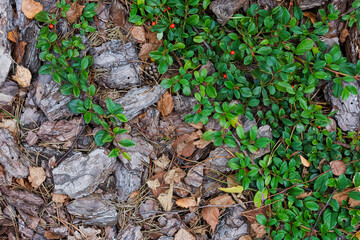 Green leaves and tree bark, background. Summer